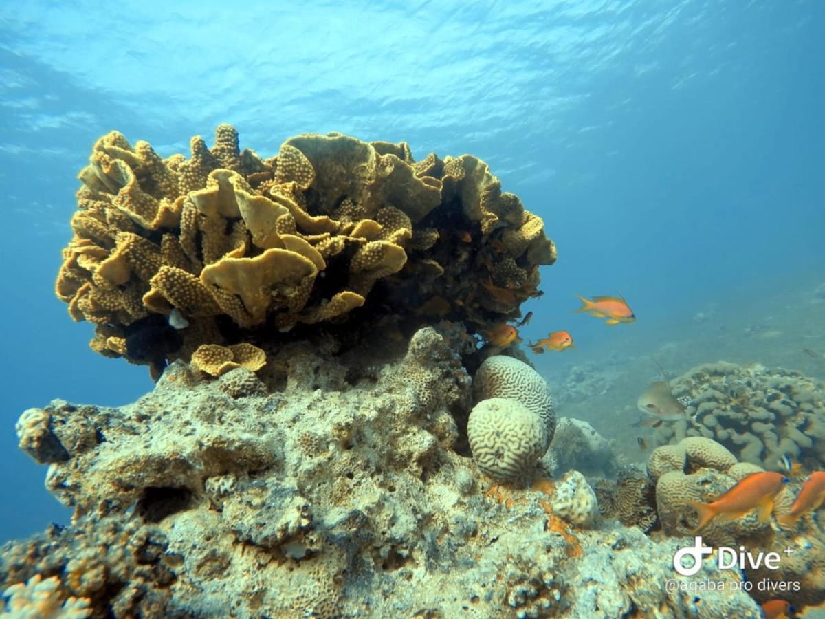 Aqaba Pro Divers エクステリア 写真