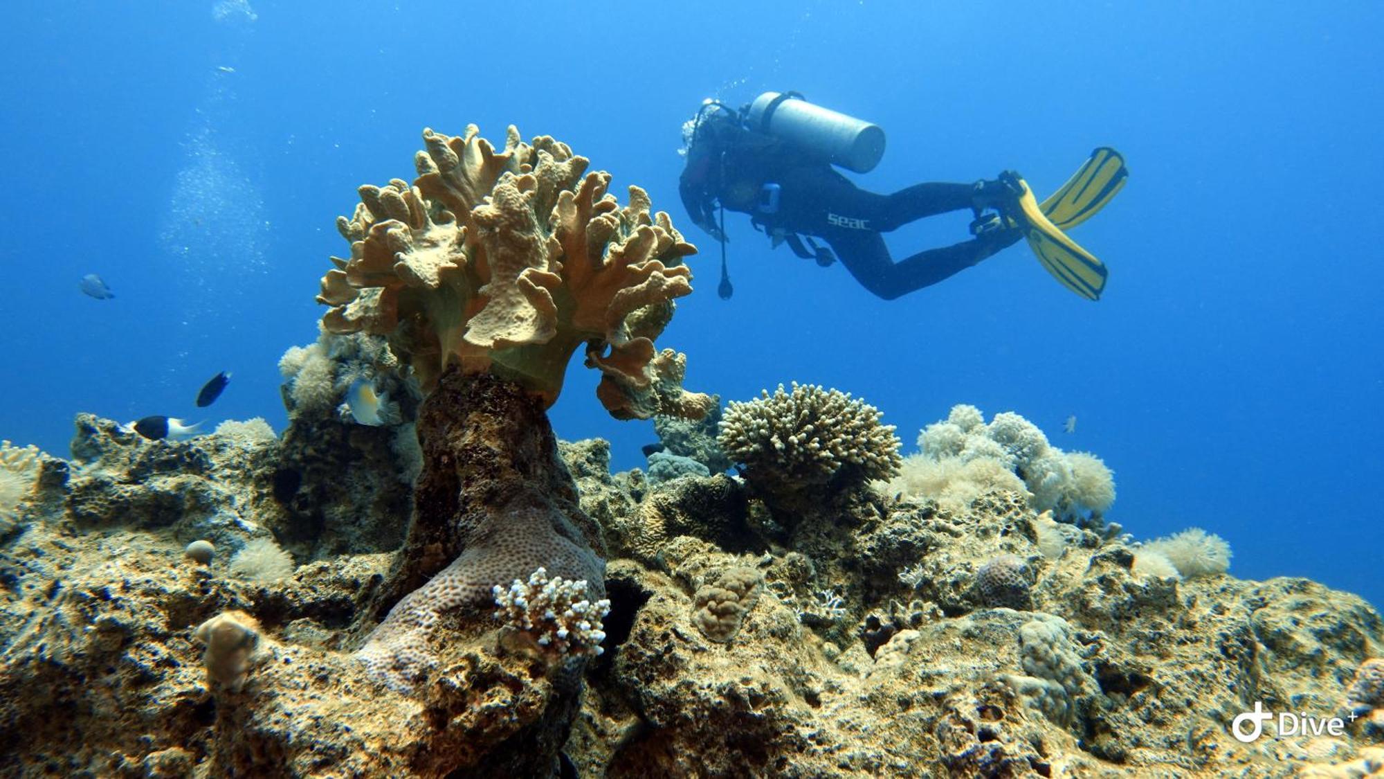Aqaba Pro Divers エクステリア 写真
