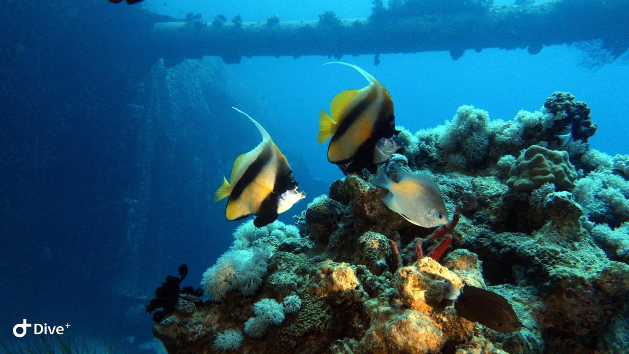 Aqaba Pro Divers エクステリア 写真