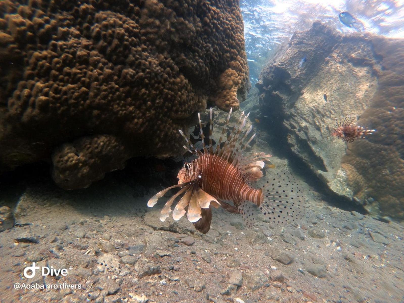 Aqaba Pro Divers エクステリア 写真
