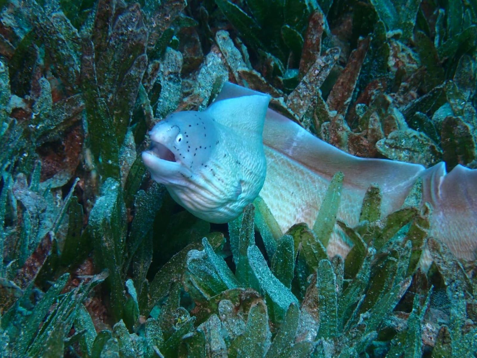 Aqaba Pro Divers エクステリア 写真
