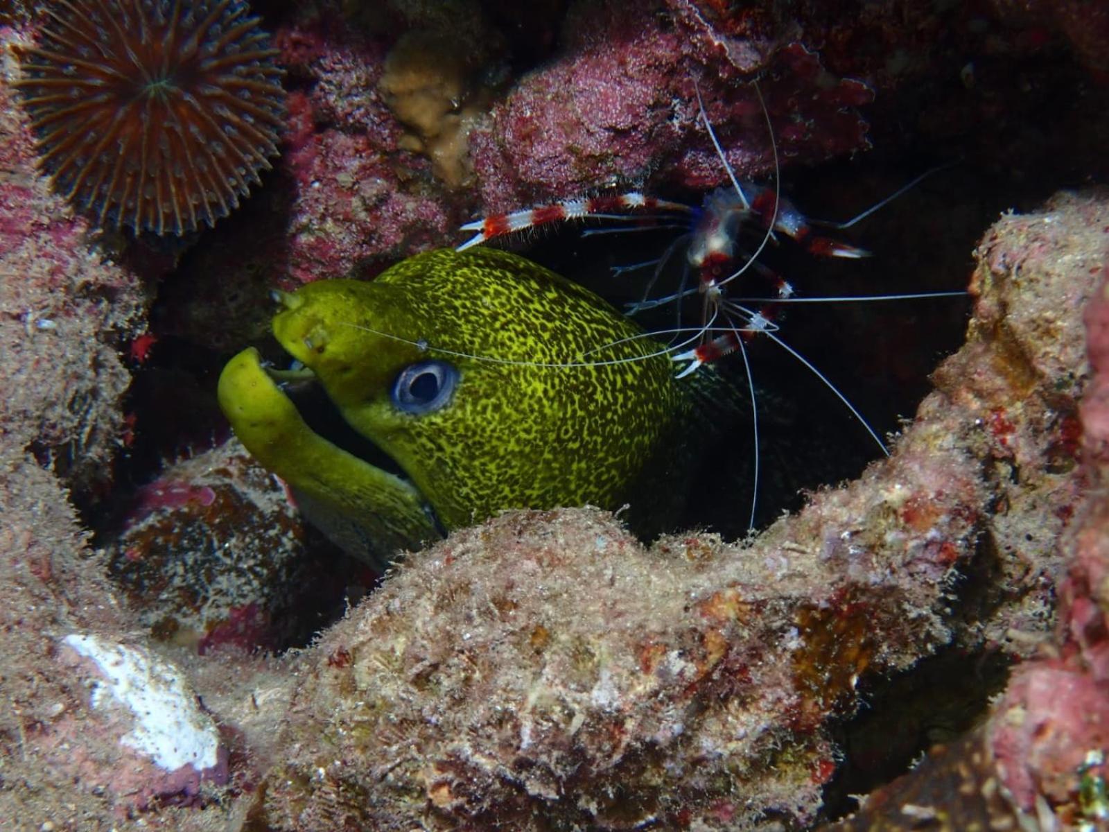 Aqaba Pro Divers エクステリア 写真