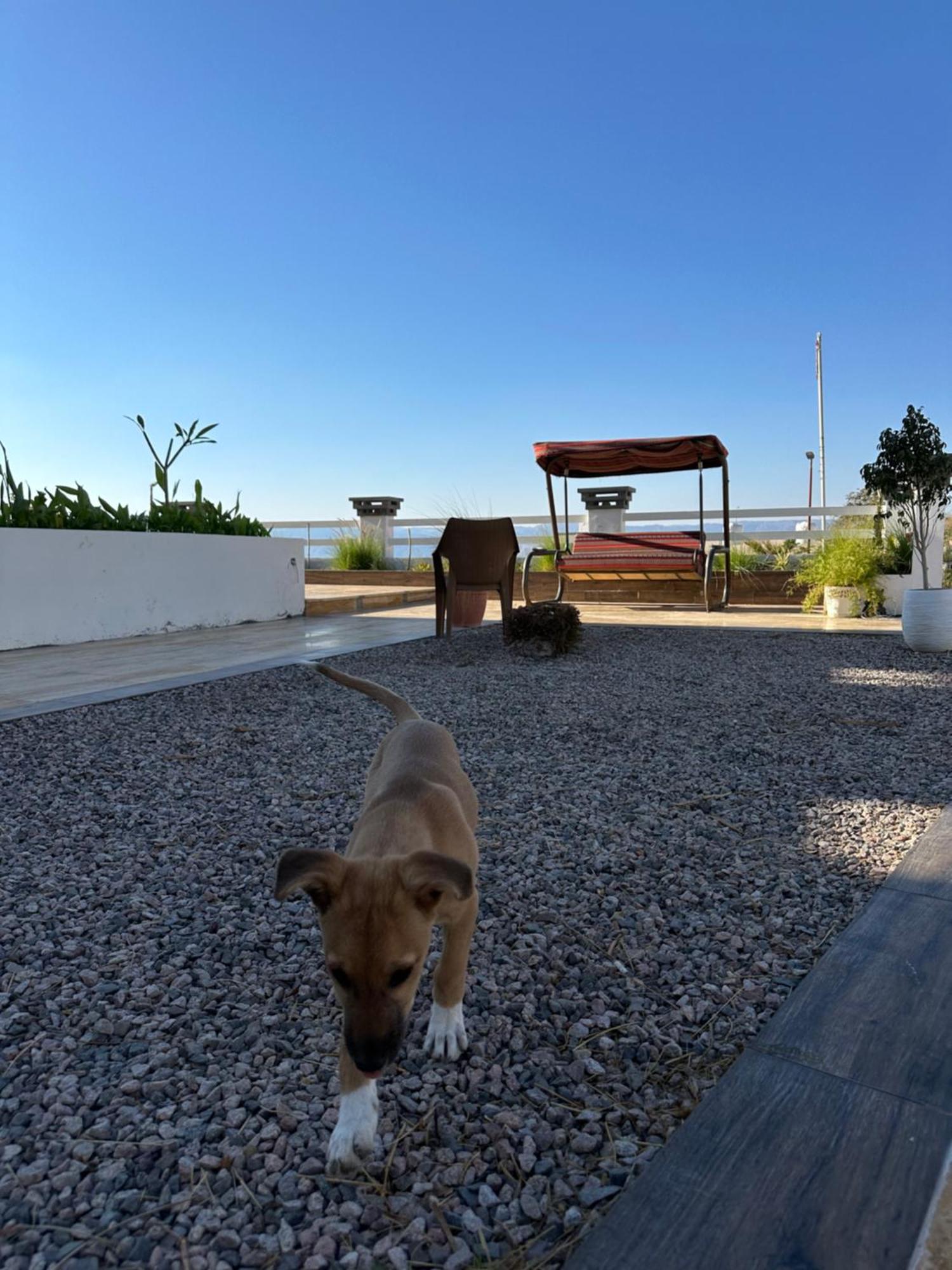 Aqaba Pro Divers エクステリア 写真